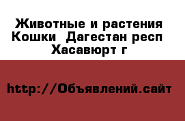 Животные и растения Кошки. Дагестан респ.,Хасавюрт г.